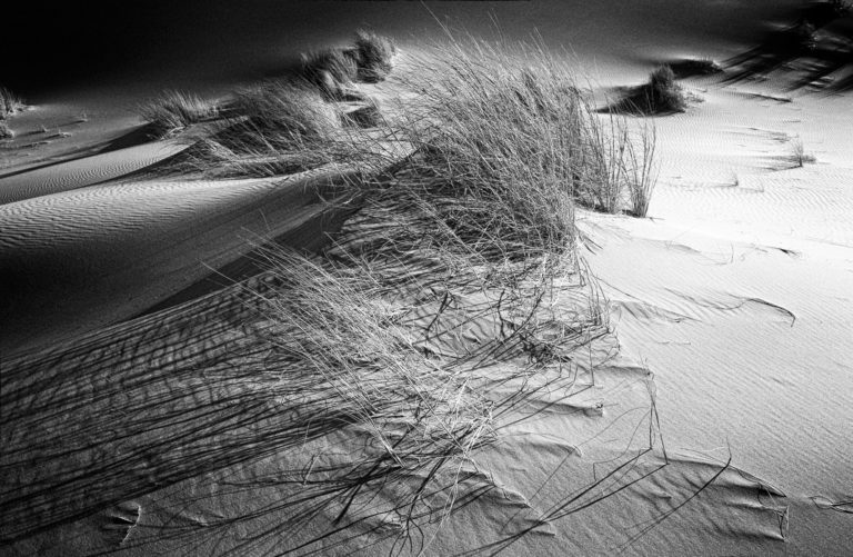photo desert herbe a chameau