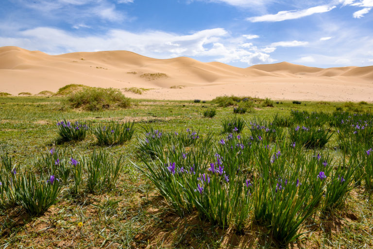 photo illustration mongolie desert de gobi