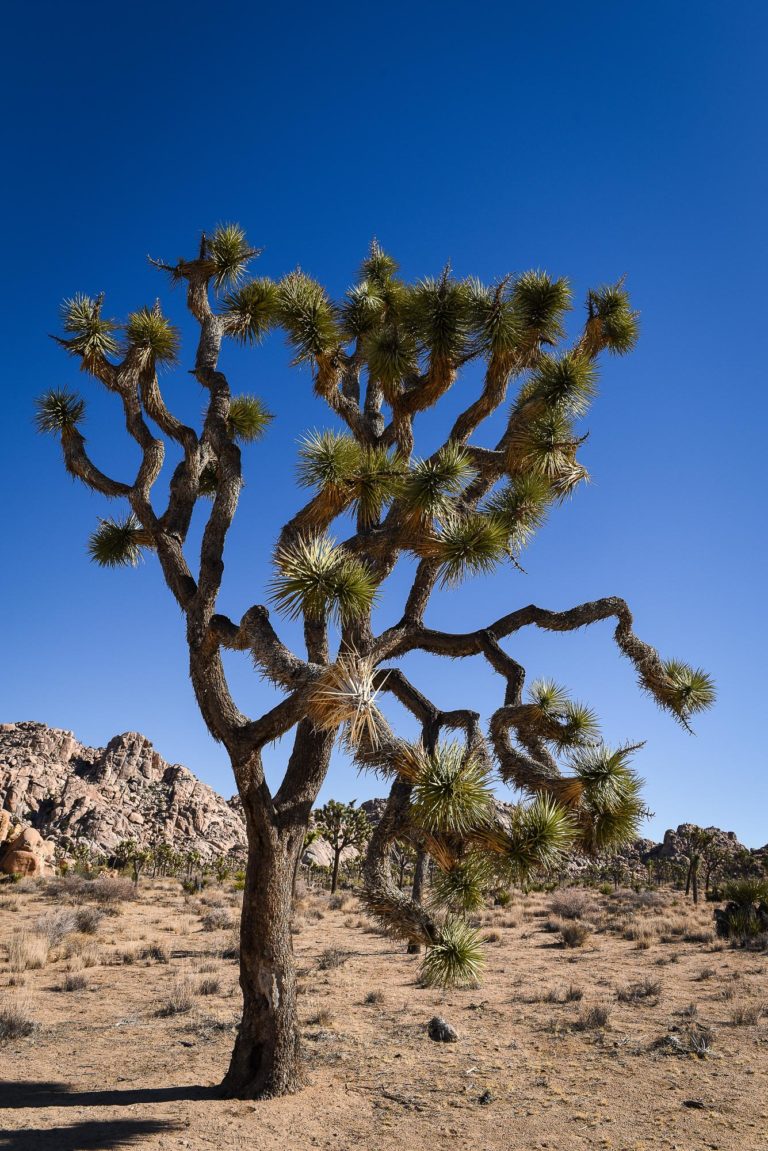 photo illustration Joshua Tree