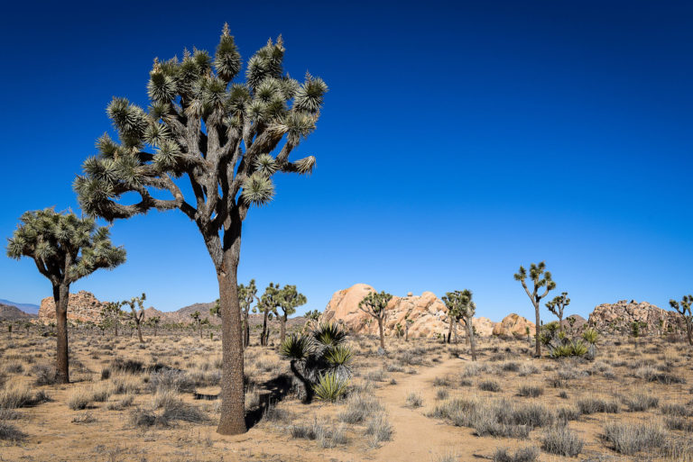 photo illustration Joshua Tree