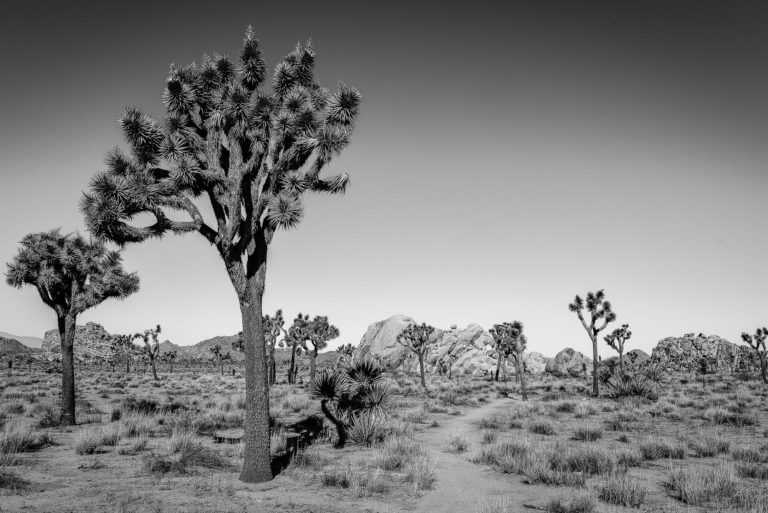 photo arbre joshua tree