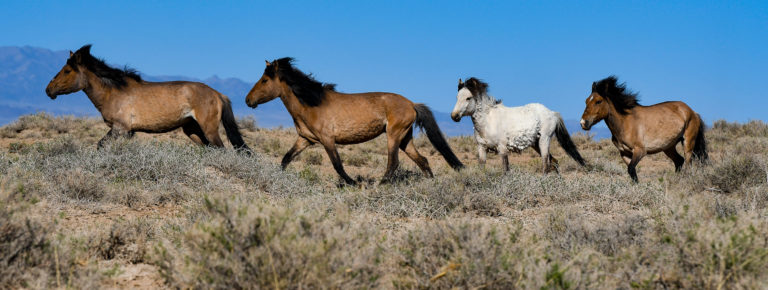 photo illustration mongolie chevaux